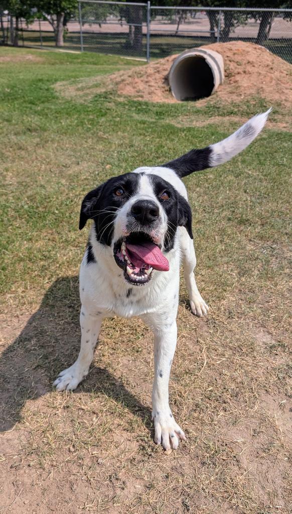 Eddie, a Adoptable mixed breed in Seguin, TX image 2/2