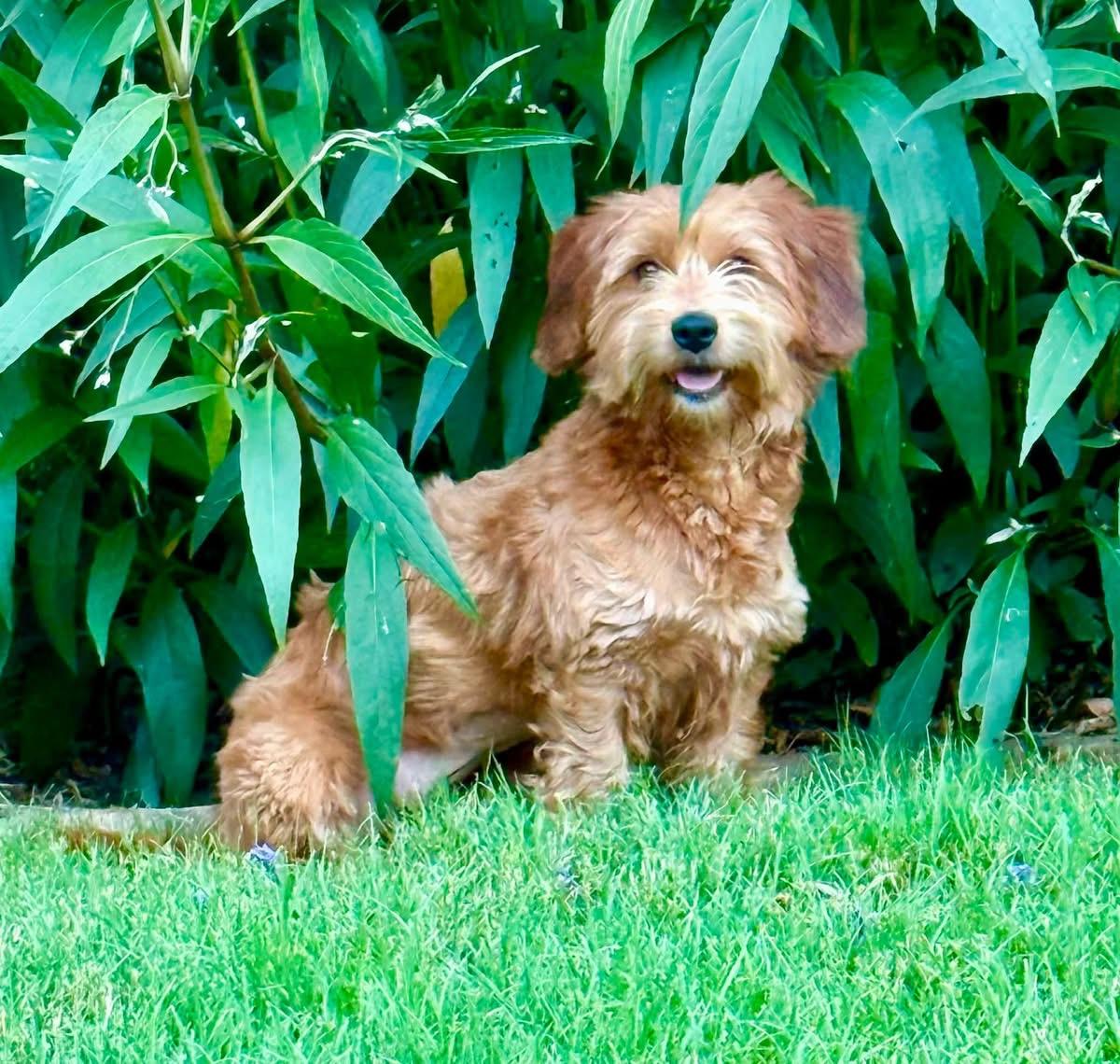 Enlarge Tessa, an adopted mixed breed in Rockwall, TX image 2/4