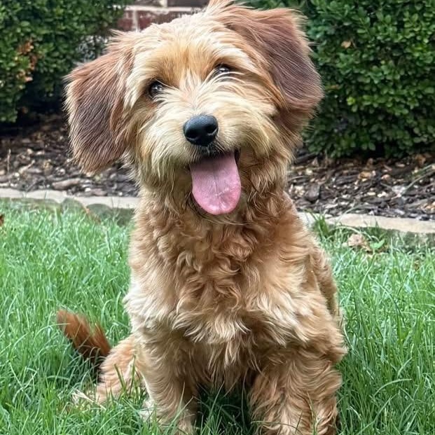 Enlarge Tessa, an adopted mixed breed in Rockwall, TX image 4/4