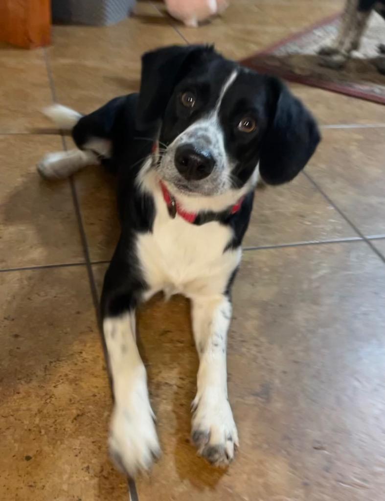 Riley, Adopted, Puppy Male Border Collie & Jack Russell Terrier.
