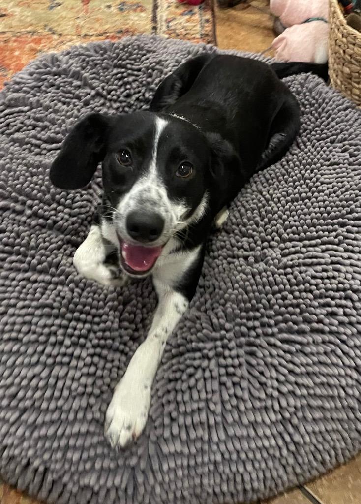 Enlarge Riley, a Adopted mixed breed in Mena, AR image 3/4