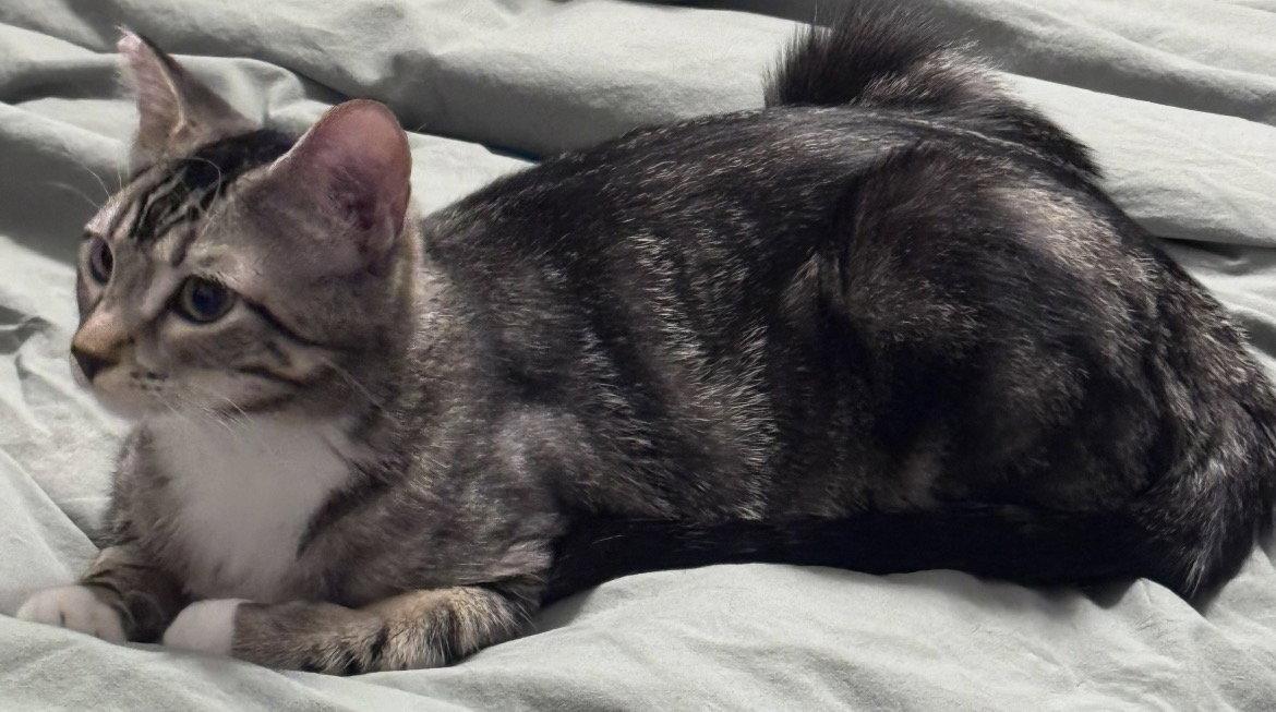 Kerry, a Adoptable Domestic Short Hair in O'Fallon, MO image 1/3