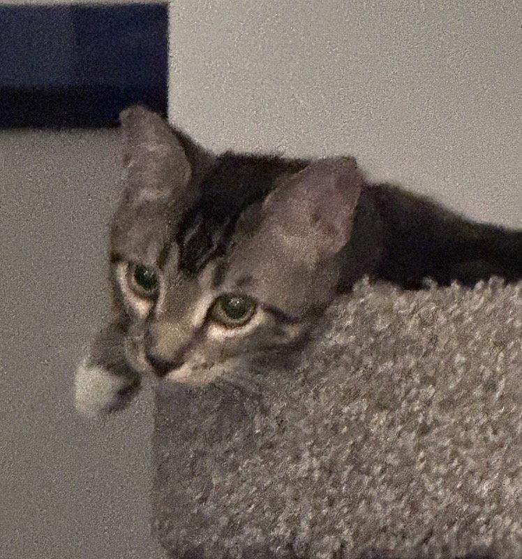 Kerry, a Adoptable Domestic Short Hair in O'Fallon, MO image 2/3