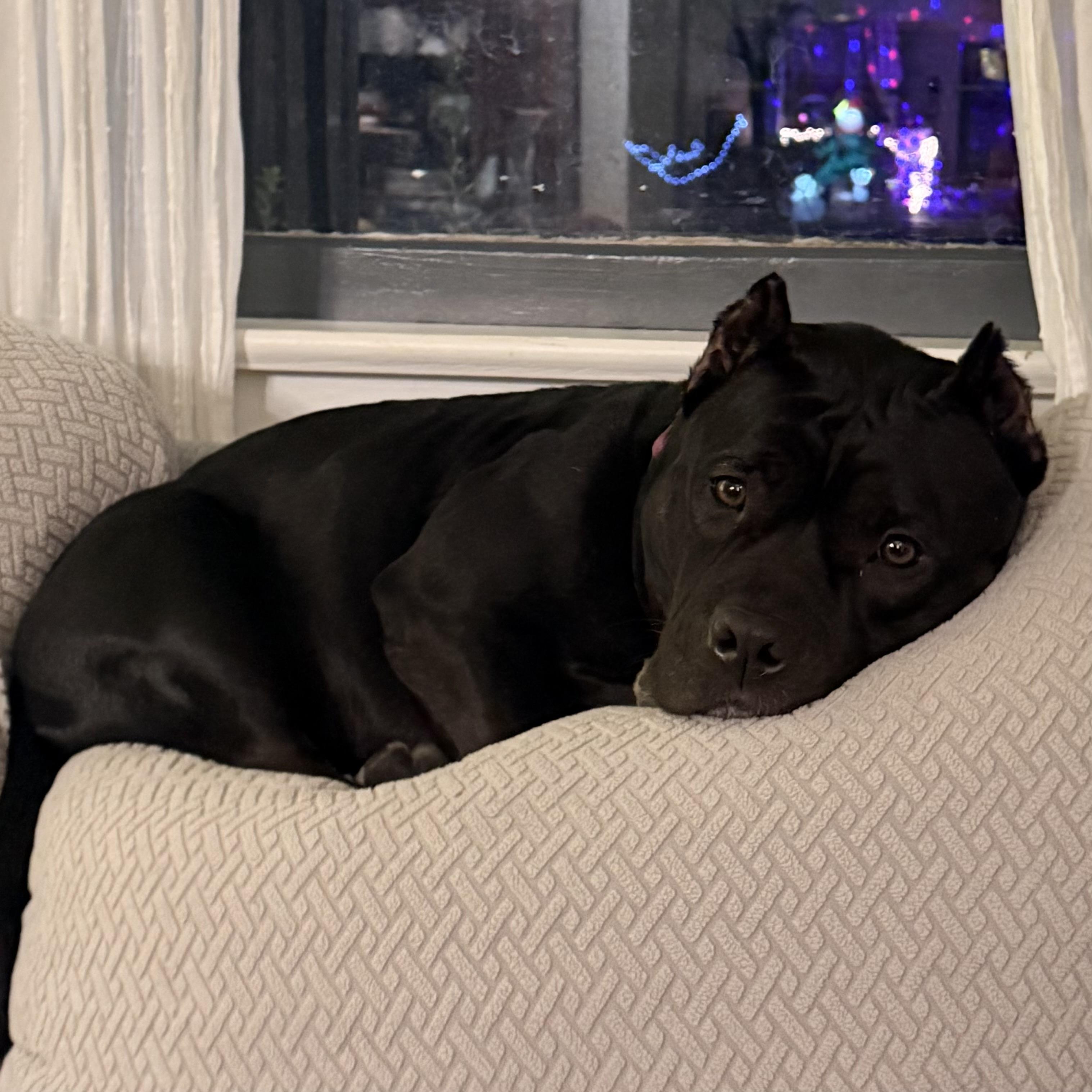 Beatrix — thumbnail 5