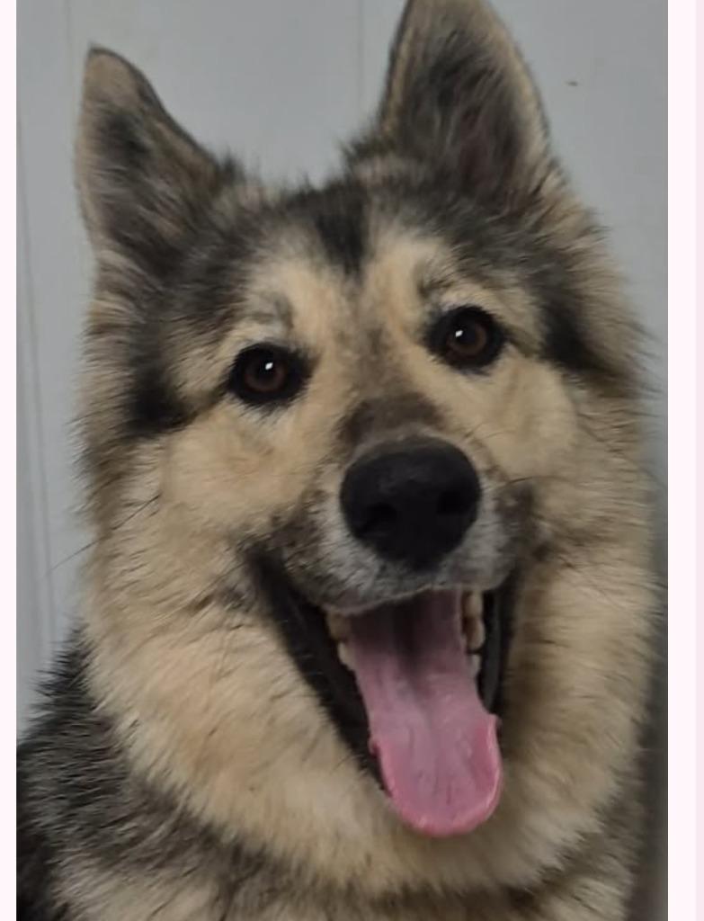 Enlarge Dakota, a Adoptable mixed breed in Archbold , OH image 1/2