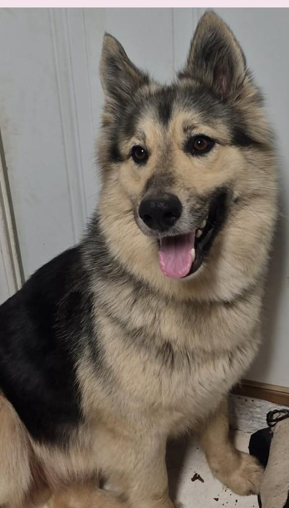 Enlarge Dakota, a Adoptable mixed breed in Archbold , OH image 2/2