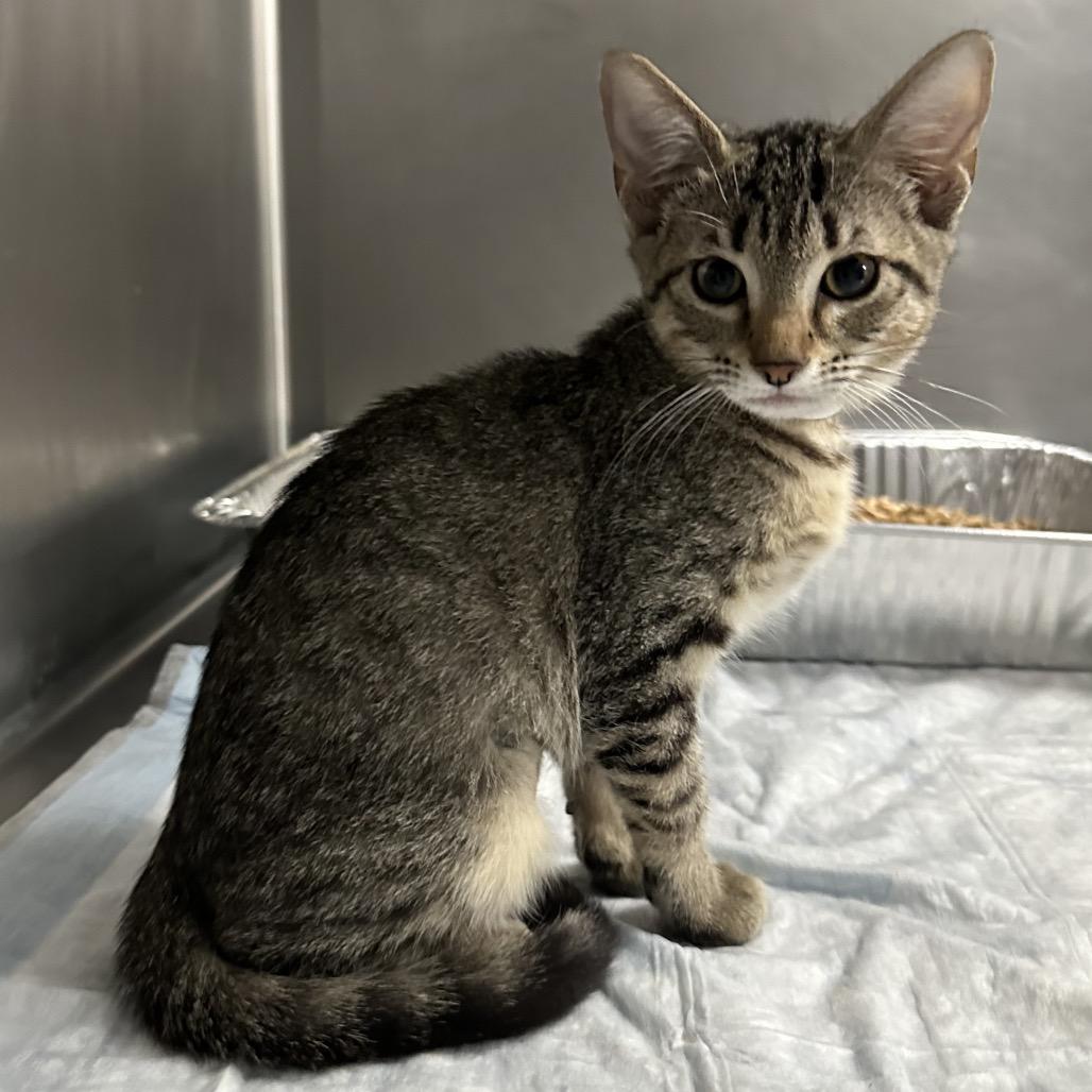 Enlarge Twinkie, a Adoptable Domestic Short Hair in West Palm Beach, FL image 1/6