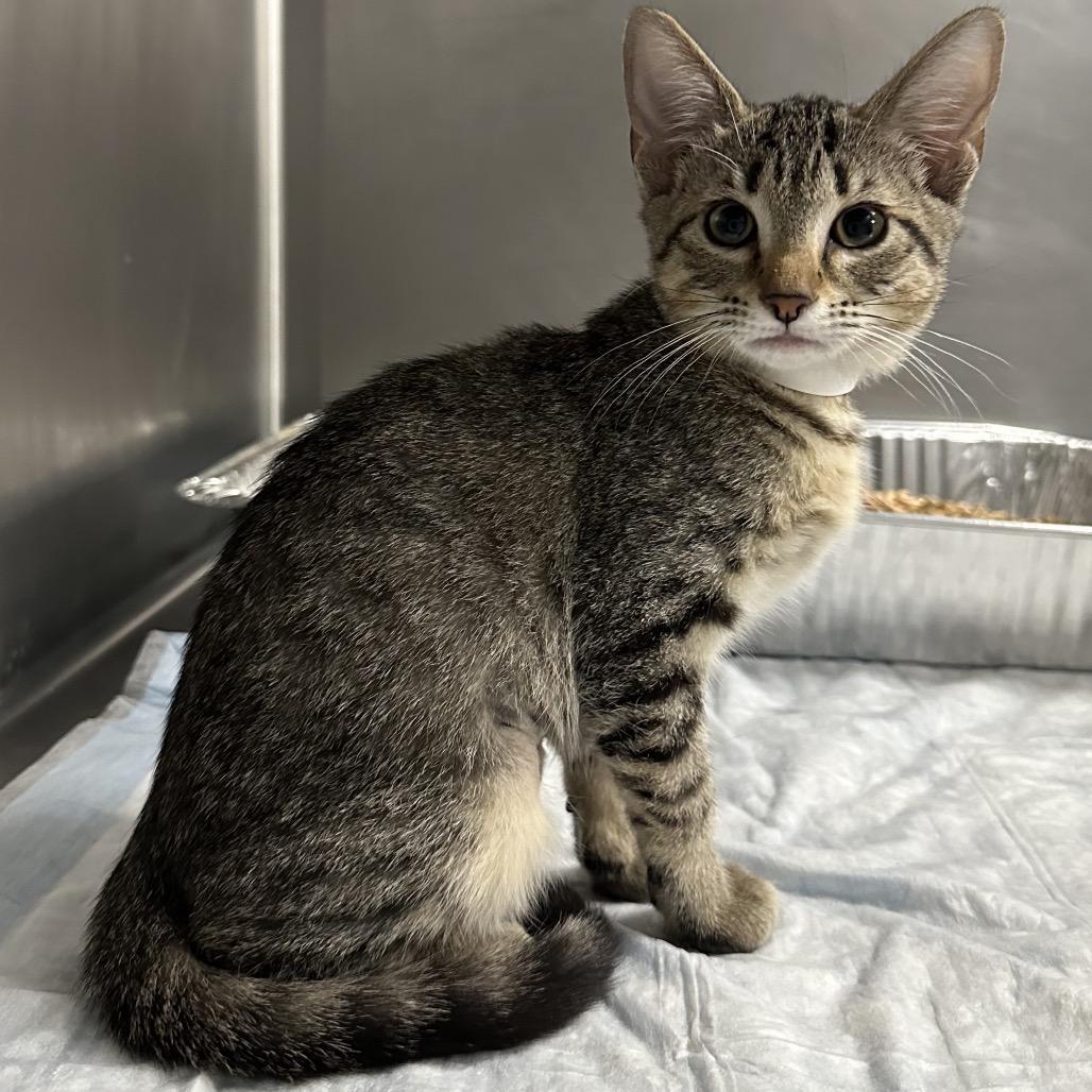 Enlarge Twinkie, a Adoptable Domestic Short Hair in West Palm Beach, FL image 2/6