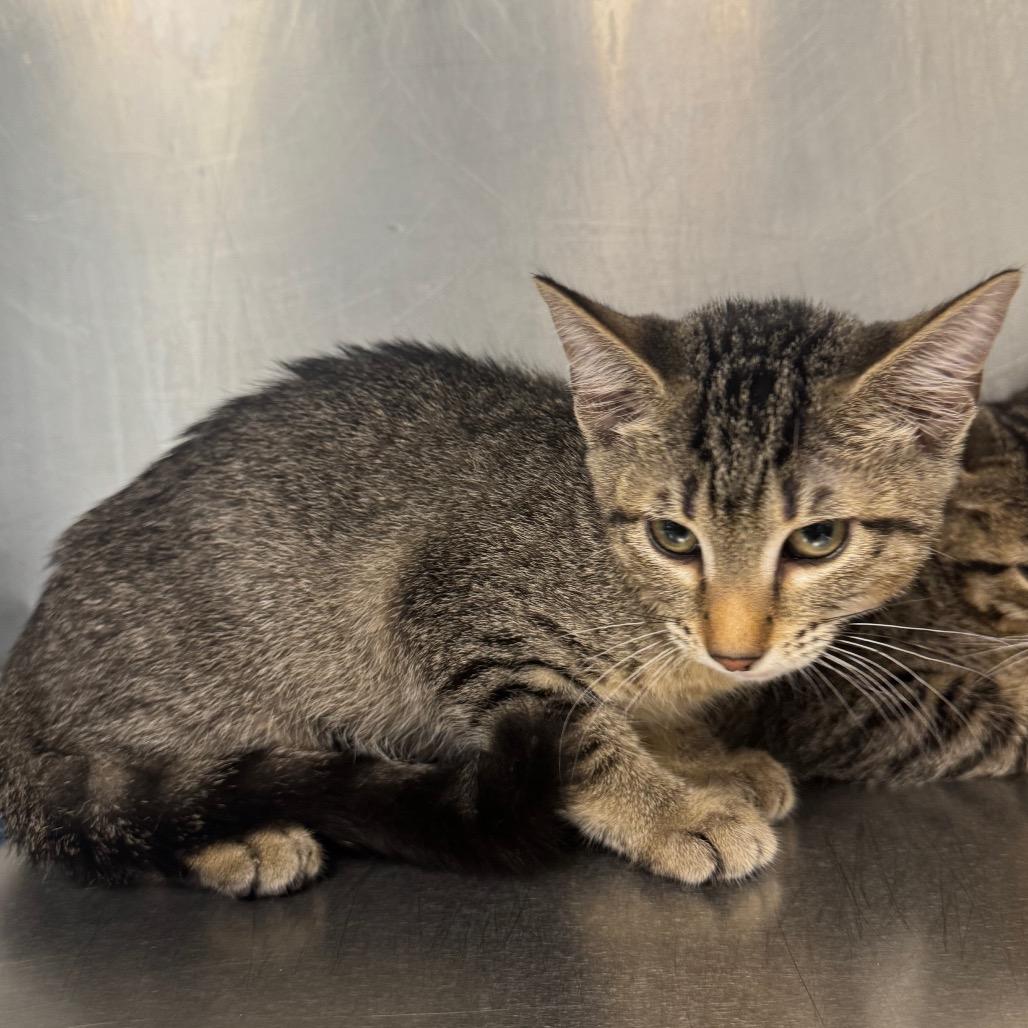 Enlarge Twinkie, a Adoptable Domestic Short Hair in West Palm Beach, FL image 4/6