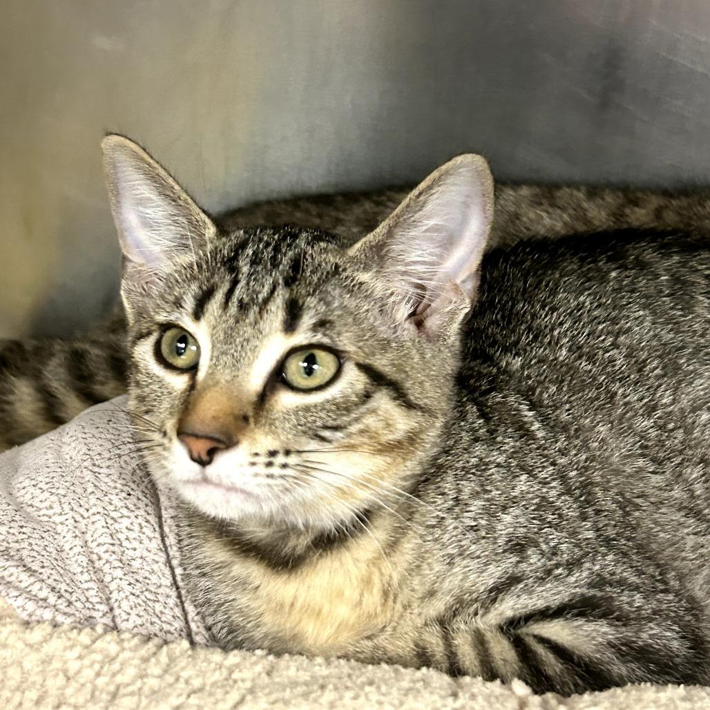 Enlarge Twinkie, a Adoptable Domestic Short Hair in West Palm Beach, FL image 5/6