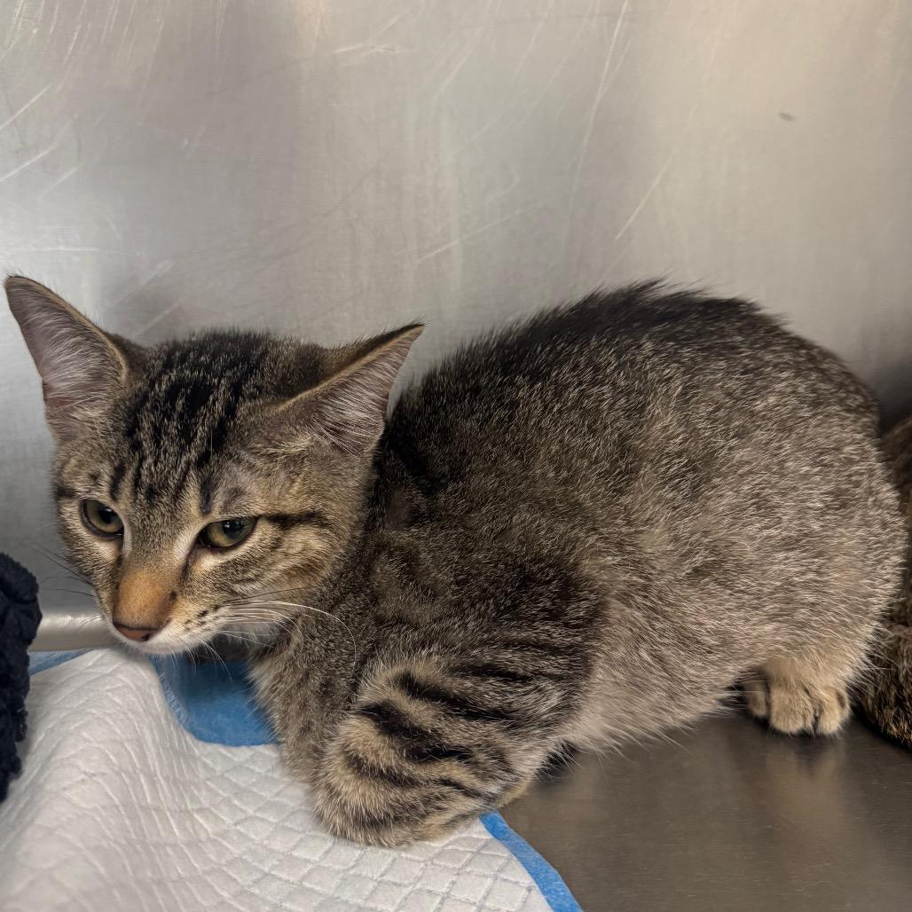 Enlarge Twinkie, a Adoptable Domestic Short Hair in West Palm Beach, FL image 6/6