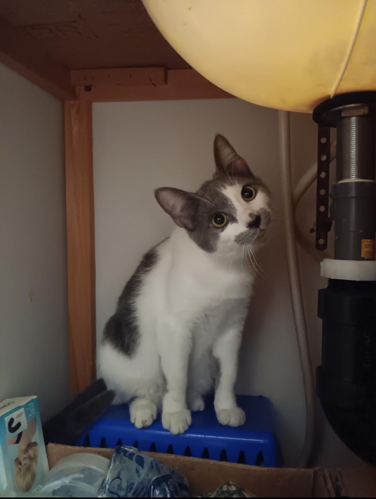 KATIE, a Adoptable Domestic Short Hair in Palmdale, CA image 1/5