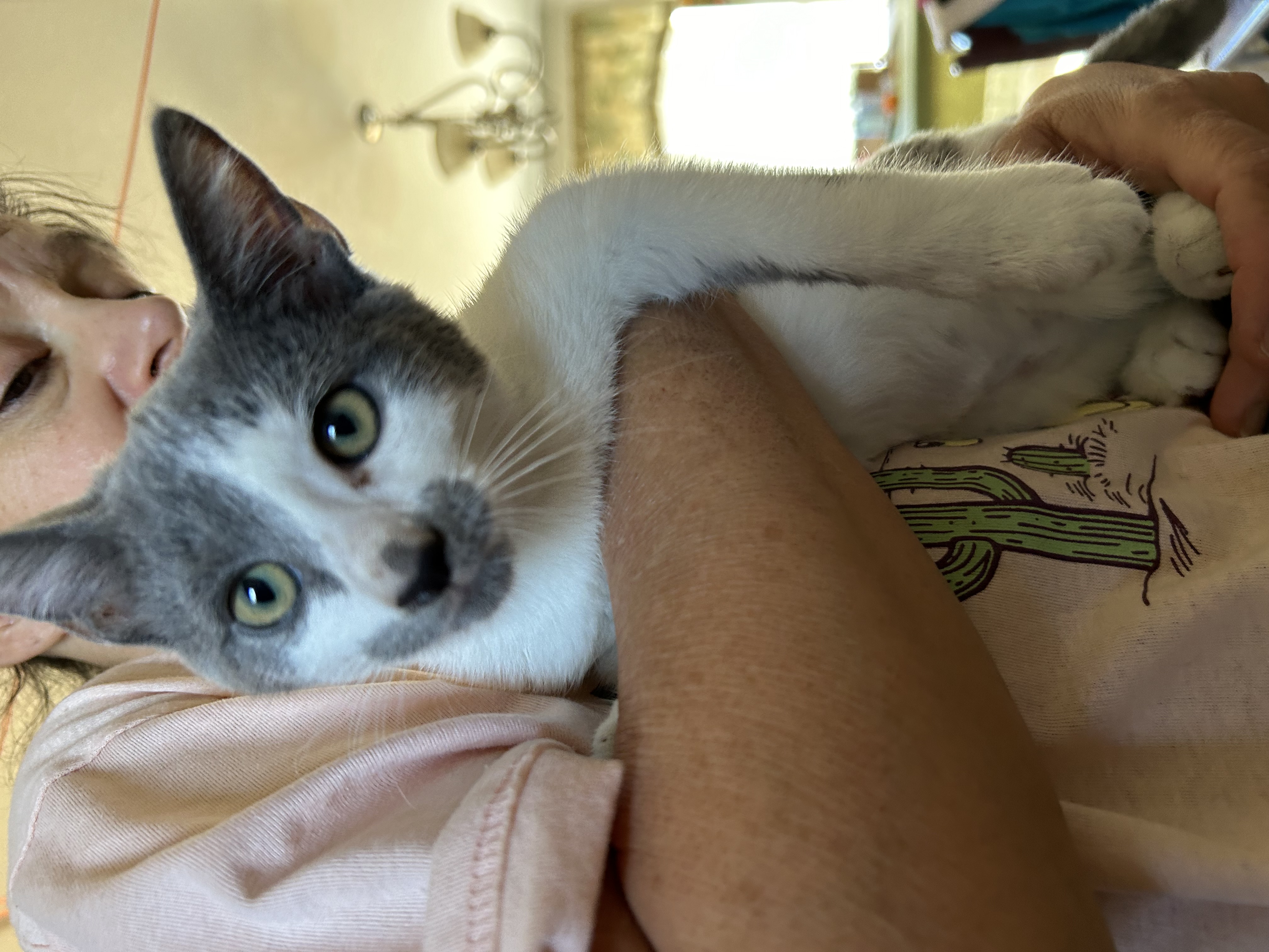 KATIE, a Adoptable Domestic Short Hair in Palmdale, CA image 2/5