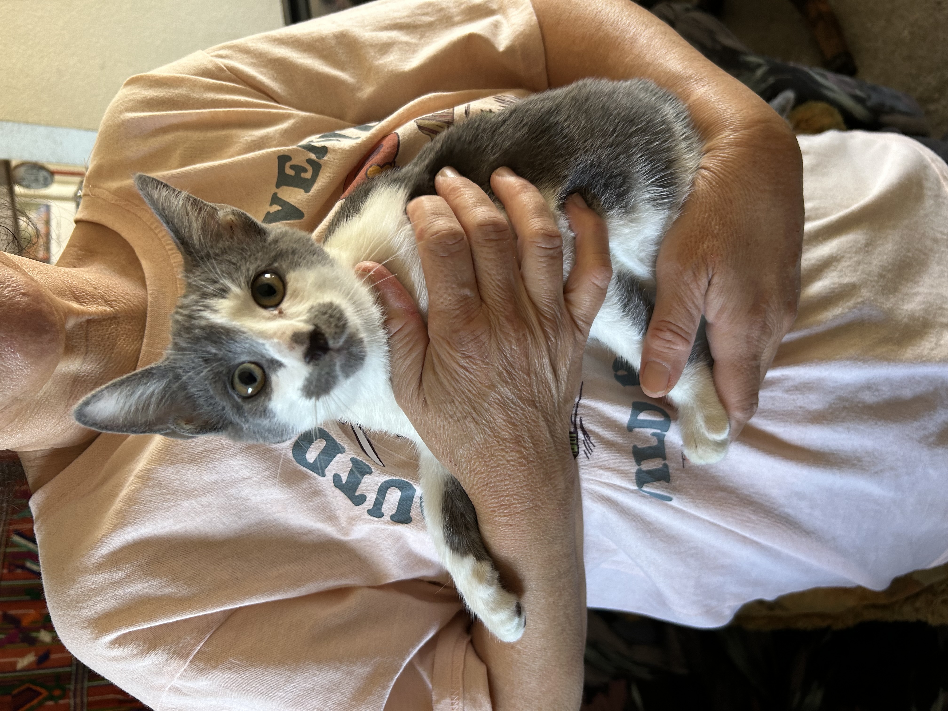 KATIE, a Adoptable Domestic Short Hair in Palmdale, CA image 3/5