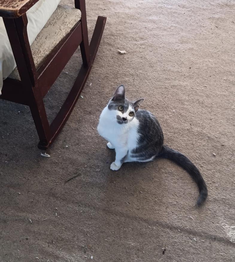 KATIE, a Adoptable Domestic Short Hair in Palmdale, CA image 4/5