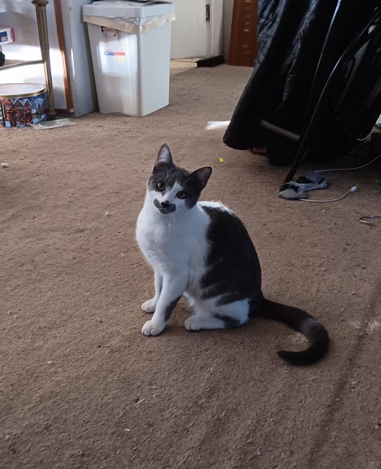 KATIE, a Adoptable Domestic Short Hair in Palmdale, CA image 5/5