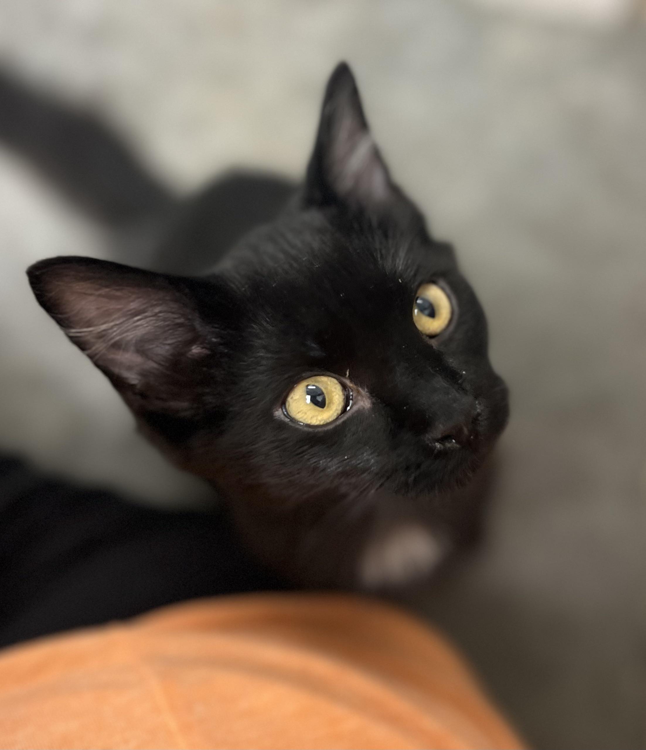 Zuri