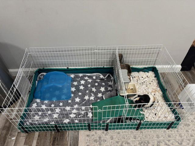 Enlarge Spice & Coco, a Adopted Guinea Pig in Hockessin, DE image 1/2