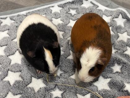 Enlarge Spice & Coco, a Adopted Guinea Pig in Hockessin, DE image 2/2