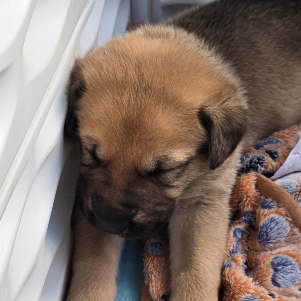 Enlarge Bammer, a Adoptable mixed breed in Oakville, WA image 1/5