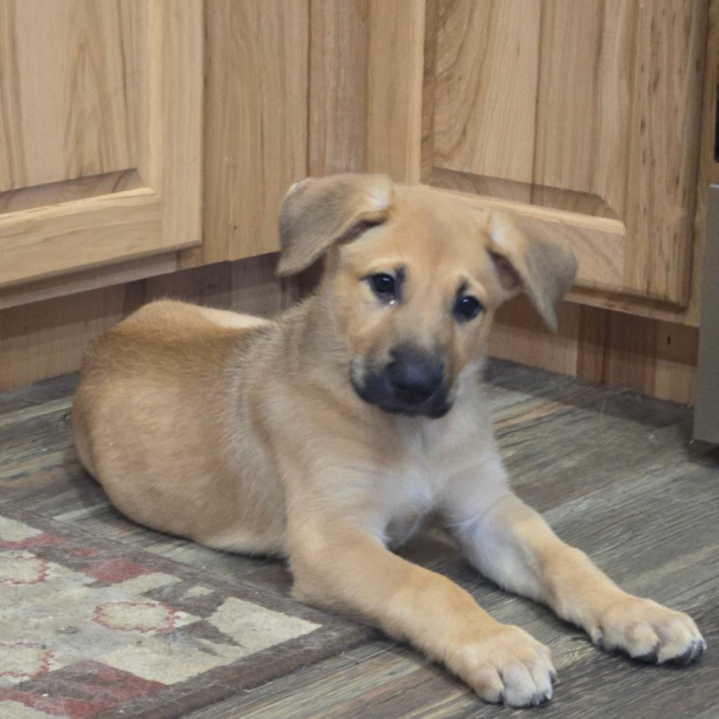 Enlarge Bammer, a Adoptable mixed breed in Oakville, WA image 2/5