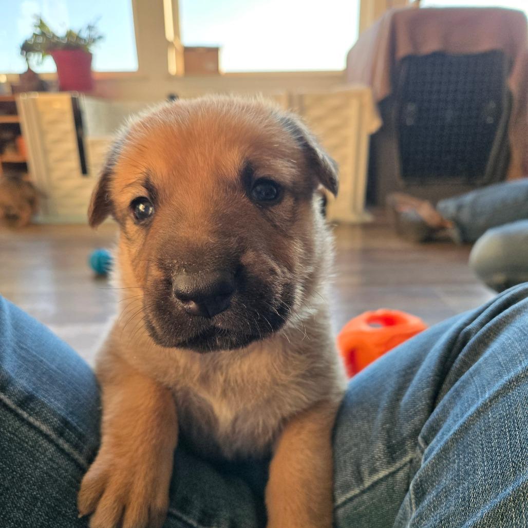 Enlarge Bammer, a Adoptable mixed breed in Oakville, WA image 3/5