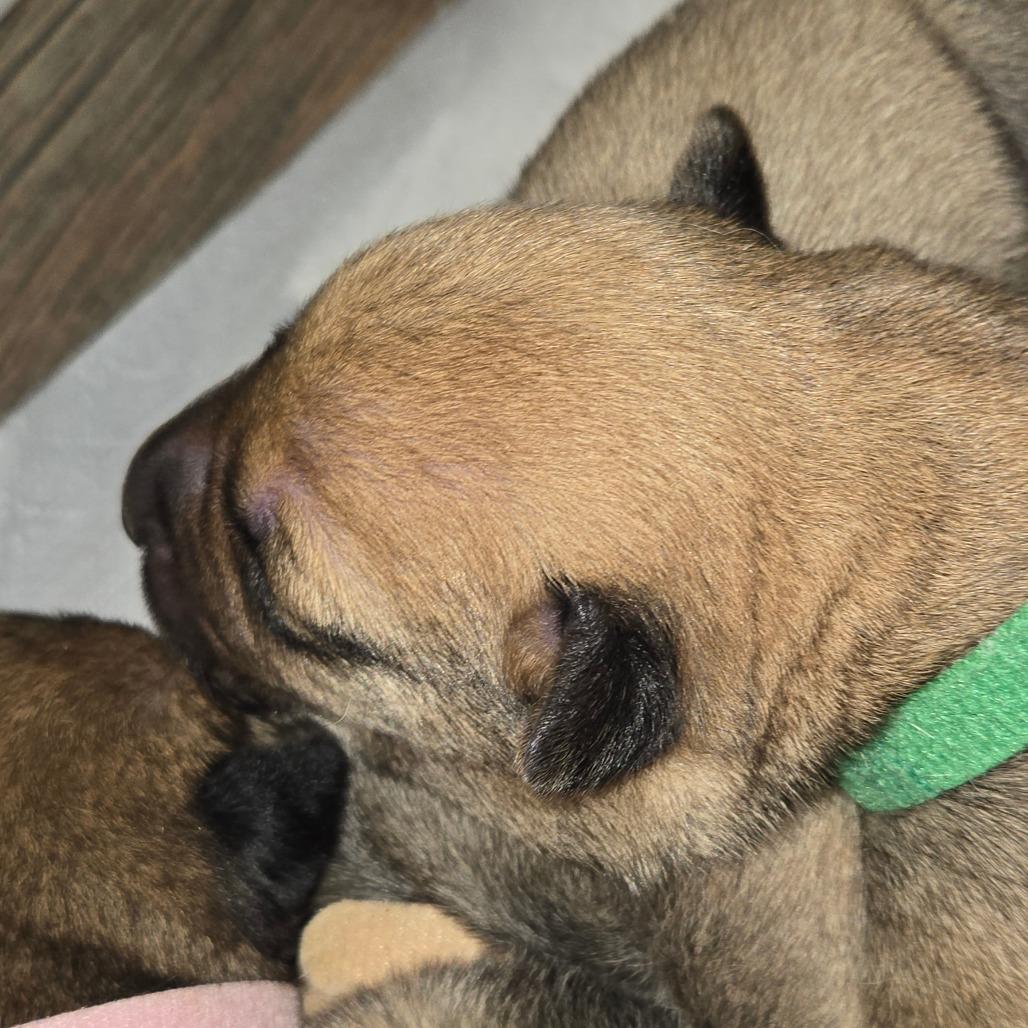 Enlarge Bammer, a Adoptable mixed breed in Oakville, WA image 4/5