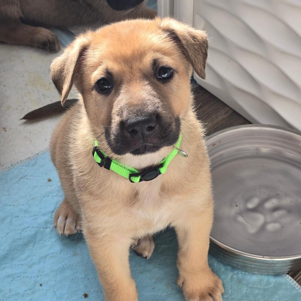 Enlarge Bammer, a Adoptable mixed breed in Oakville, WA image 5/5