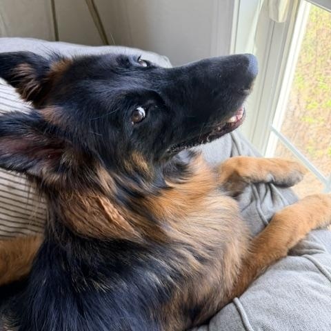 Enlarge Rocky, a Adoptable German Shepherd Dog in Cedarburg, WI image 2/4
