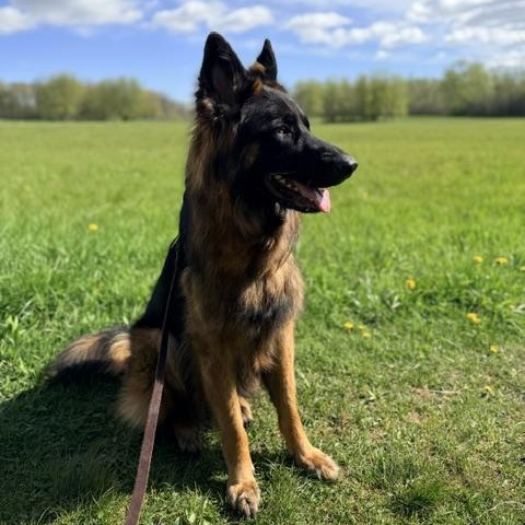 Rocky, Adoptable, Young Female German Shepherd Dog.