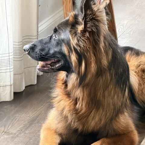Enlarge Rocky, a Adoptable German Shepherd Dog in Cedarburg, WI image 4/4