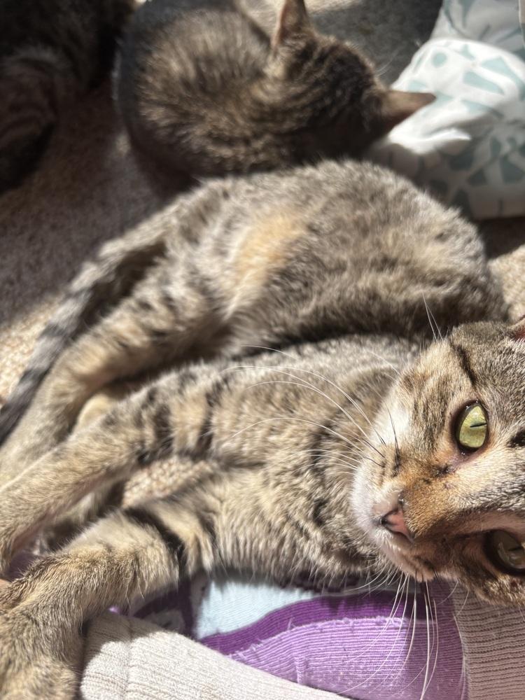 Enlarge Kidd Rock, a Adoptable Domestic Short Hair in Salisbury, NC image 1/6