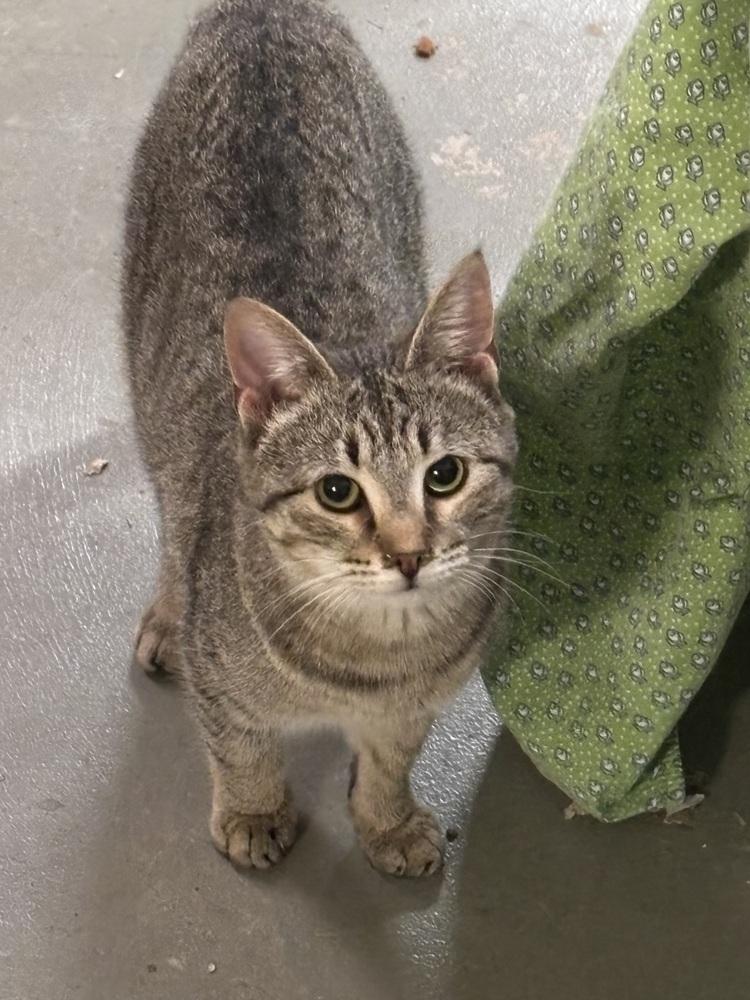 Enlarge Kidd Rock, a Adoptable Domestic Short Hair in Salisbury, NC image 3/6