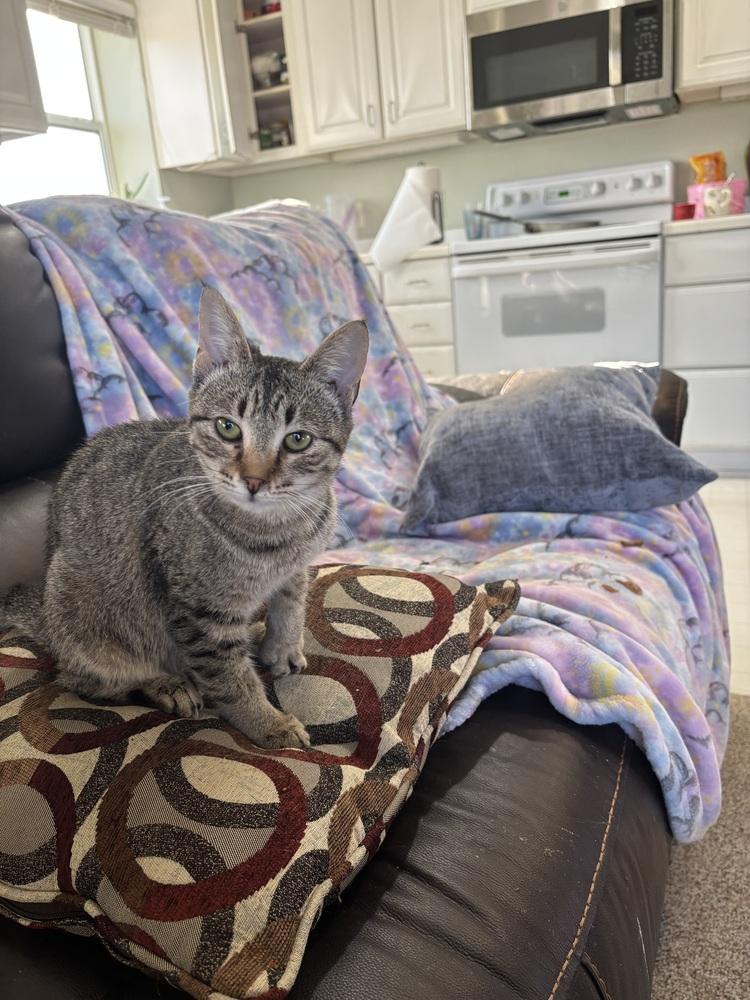 Enlarge Kidd Rock, a Adoptable Domestic Short Hair in Salisbury, NC image 4/6