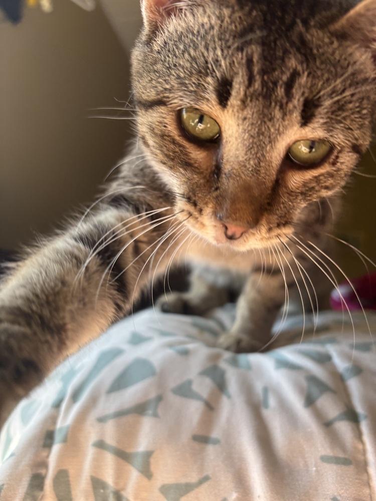 Kidd Rock, Adoptable, Young Female Domestic Short Hair.