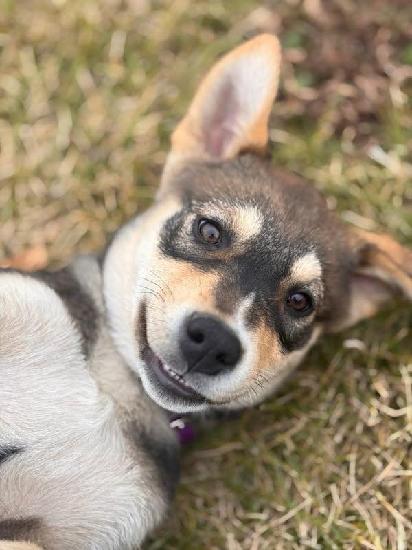Nugget, an adoptable Mixed Breed in Saskatoon, SK, S7H 0W2 | Photo Image 5