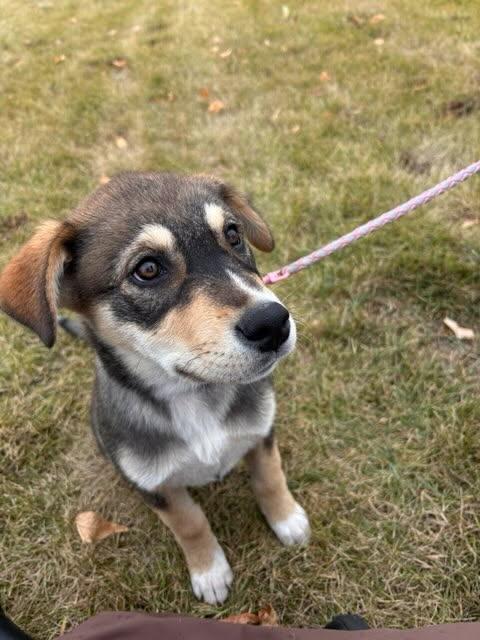 Nugget, an adoptable Mixed Breed in Saskatoon, SK, S7H 0W2 | Photo Image 4