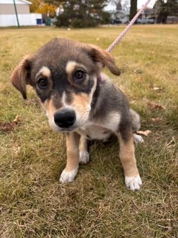 Nugget, an adoptable Mixed Breed in Saskatoon, SK, S7H 0W2 | Photo Image 3