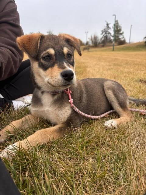 Nugget, an adoptable Mixed Breed in Saskatoon, SK, S7H 0W2 | Photo Image 1