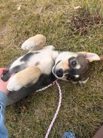 Nugget, an adoptable Mixed Breed in Saskatoon, SK, S7H 0W2 | Photo Image 2
