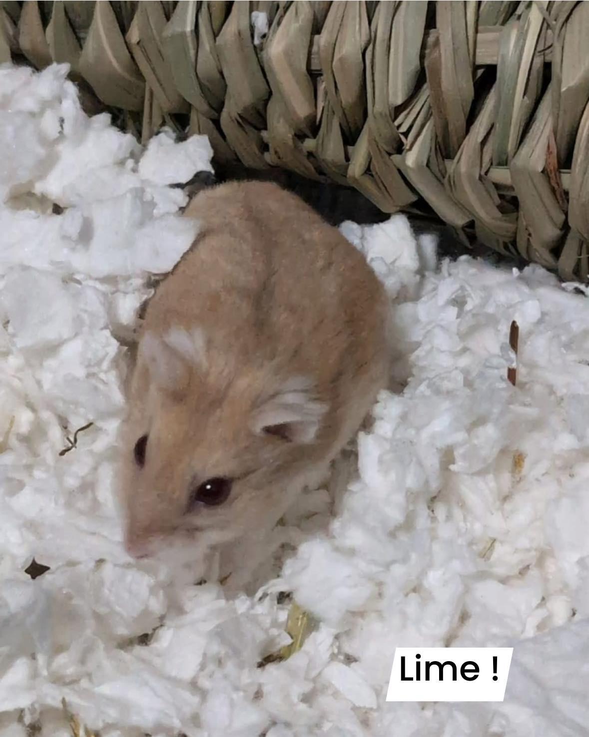 Lime, ADOPTABLE, Young Female Dwarf Hamster.