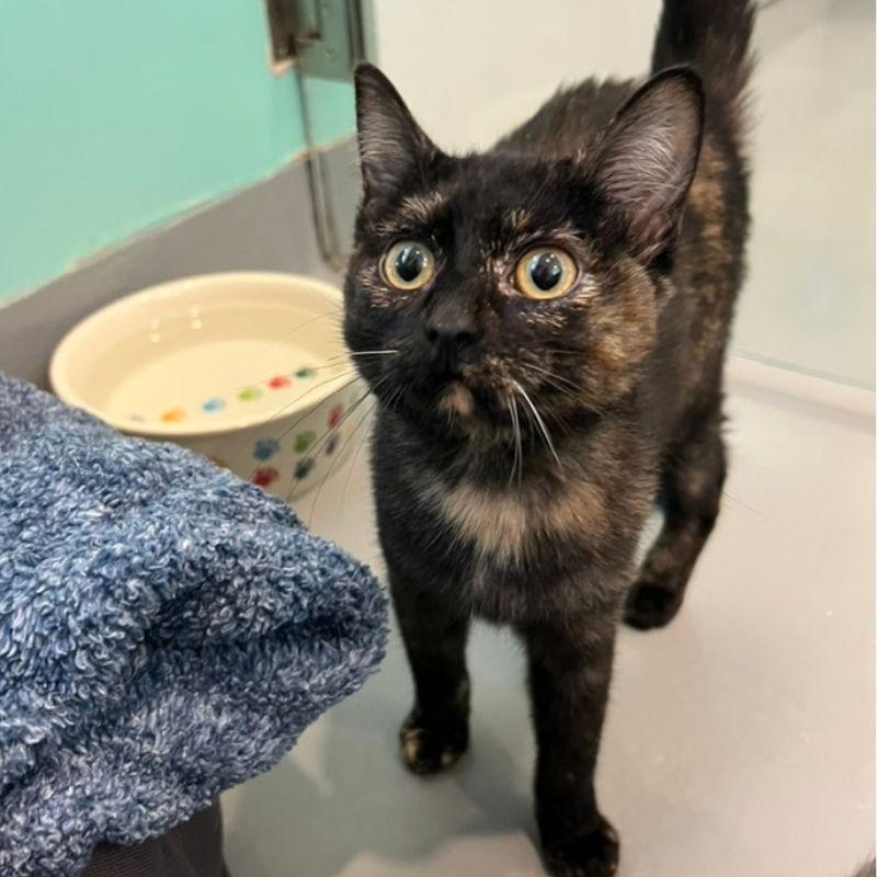 Honeycrisp, Adoptable, Kitten Female Domestic Short Hair.