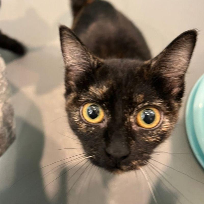 Enlarge Honeycrisp, a Adoptable Domestic Short Hair in Jackson, WY image 2/3