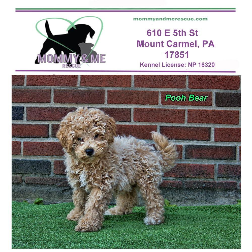 Pooh Bear, Adopted, Puppy Male Bichon Frise & Poodle.