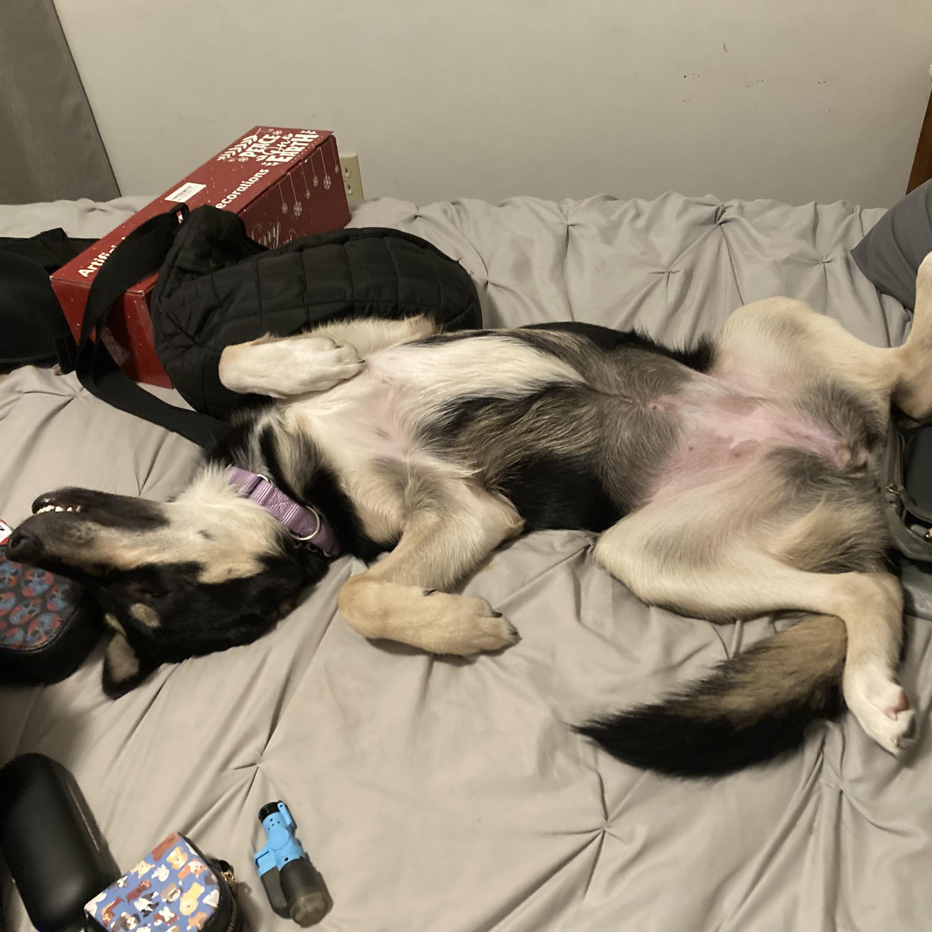 Enlarge Lilly, a ADOPTABLE mixed breed in Krum, TX image 5/6