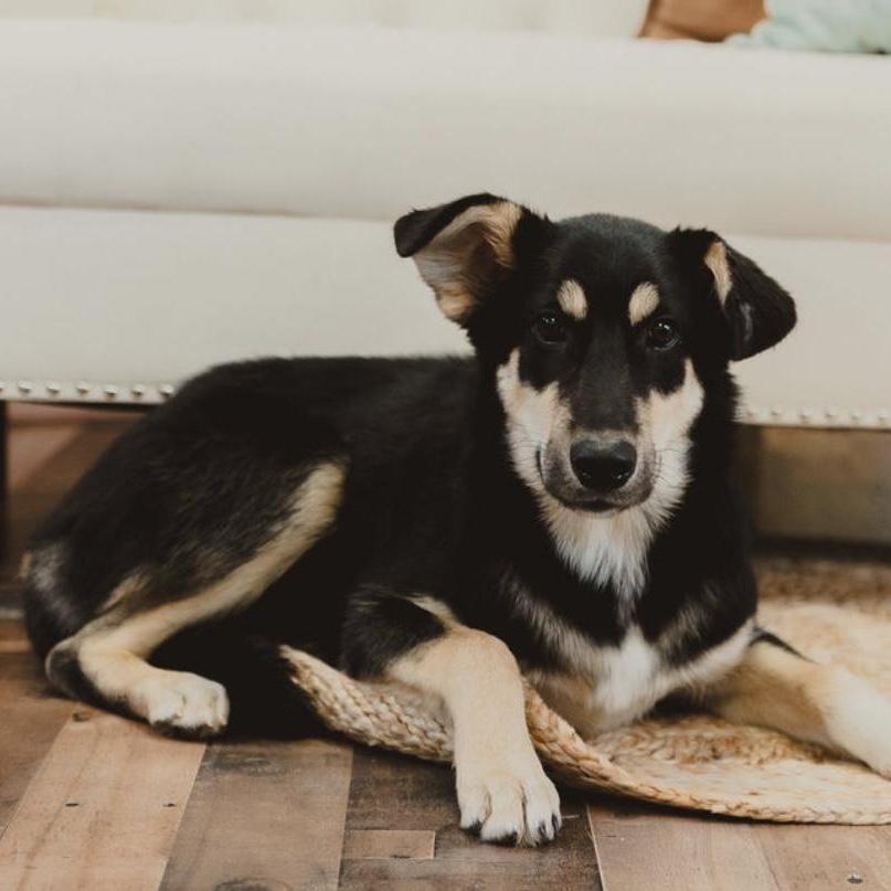 Enlarge Lilly, a ADOPTABLE mixed breed in Krum, TX image 3/6