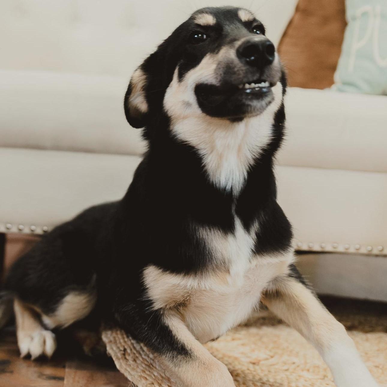 Enlarge Lilly, a ADOPTABLE mixed breed in Krum, TX image 2/6