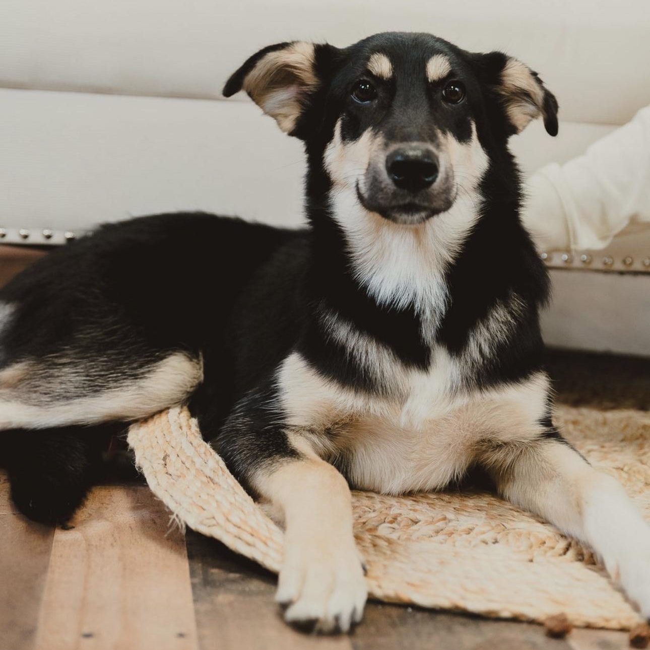 Enlarge Lilly, a ADOPTABLE mixed breed in Krum, TX image 1/6