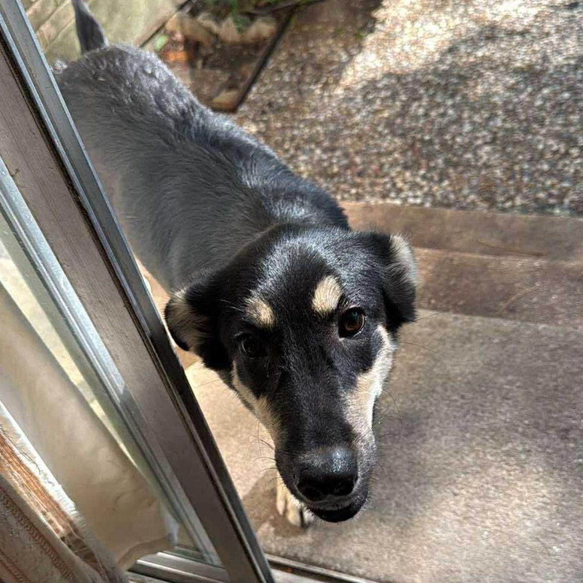 Enlarge Lilly, a ADOPTABLE mixed breed in Krum, TX image 6/6