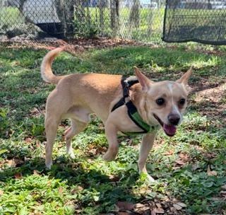 Enlarge Rosco, a ADOPTABLE Chihuahua in Winter Haven, FL image 1/2
